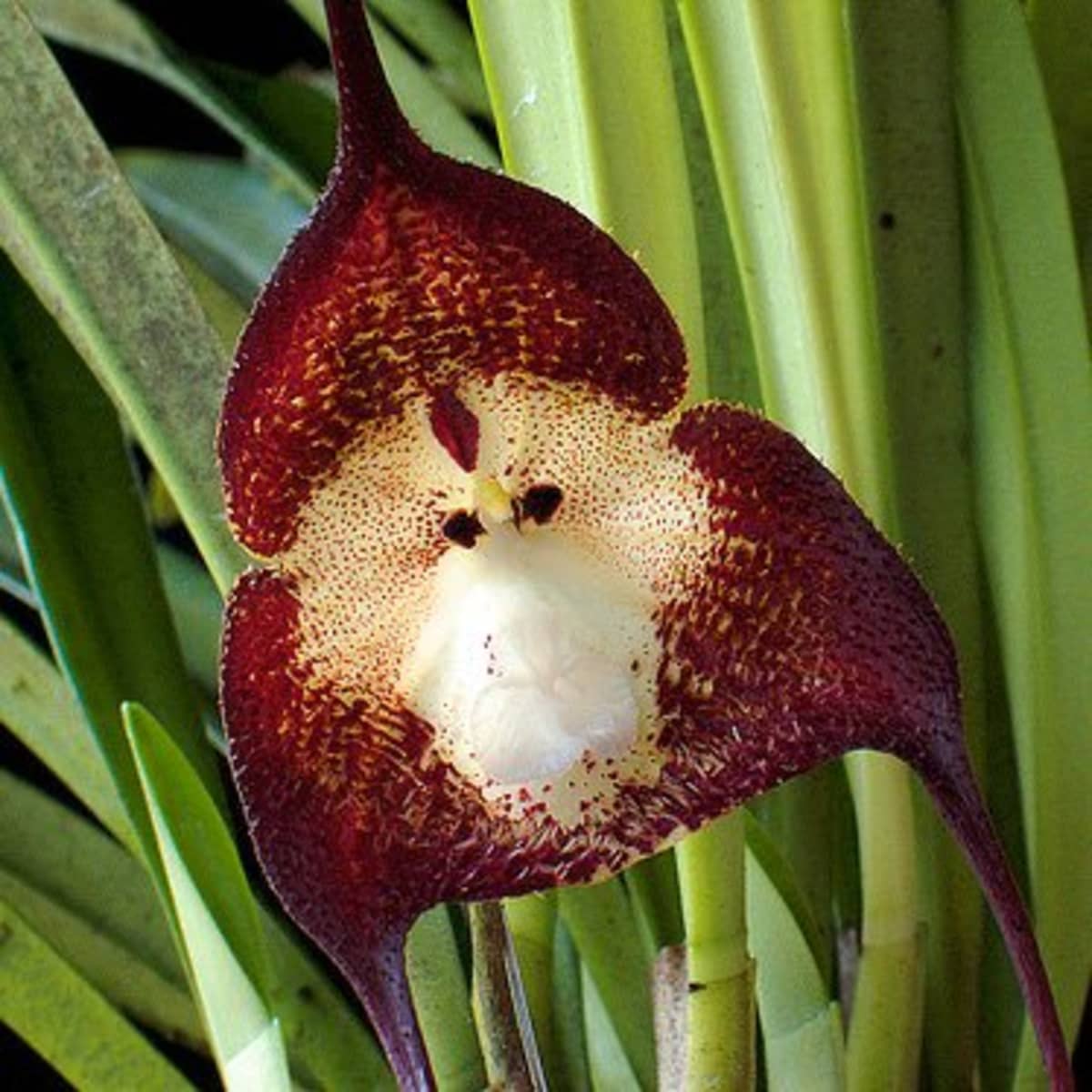 10 Unusual Orchids That Look Like Monkeys and Other Animals - Dengarden