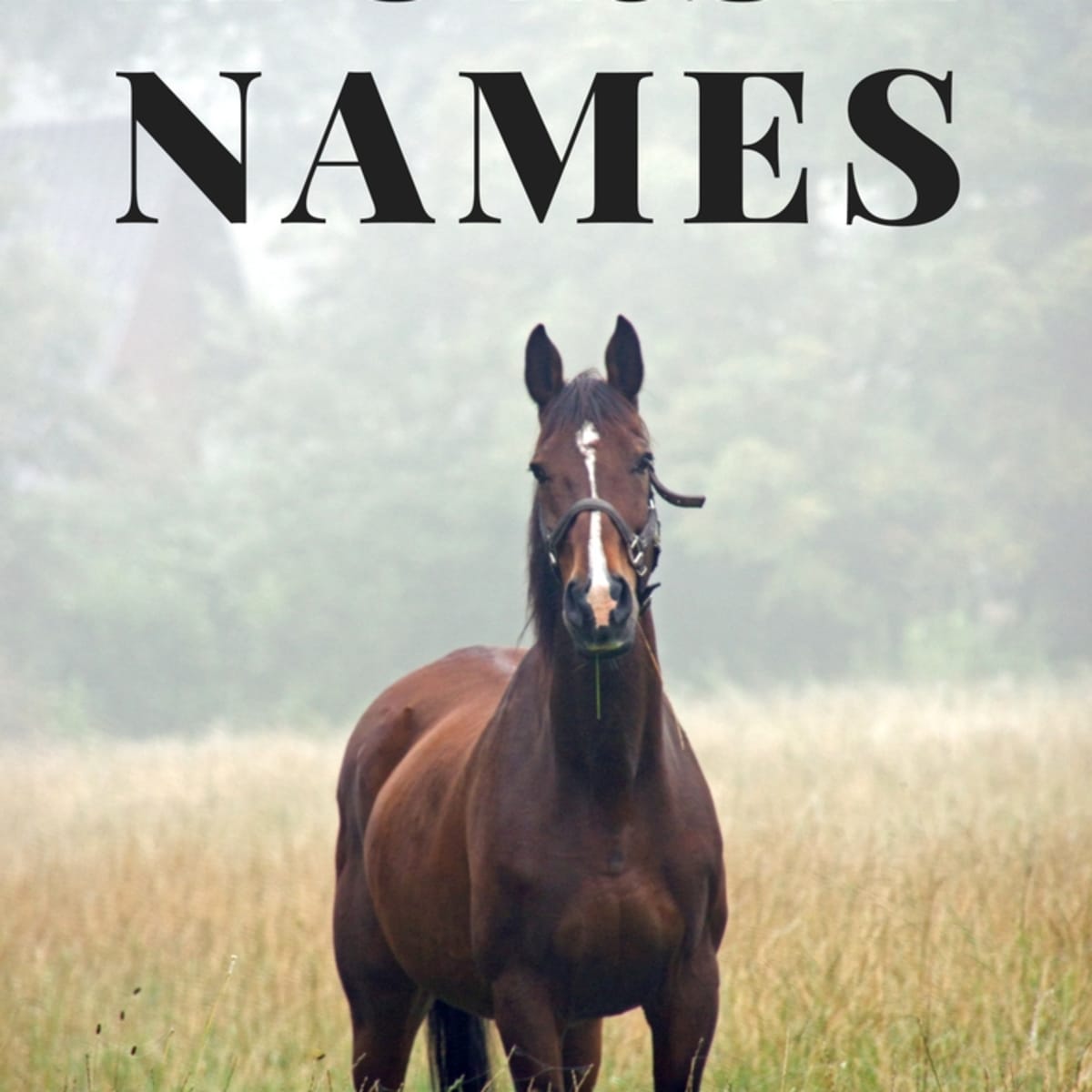 250+ Awesome Horse and Racehorse Names - PetHelpful
