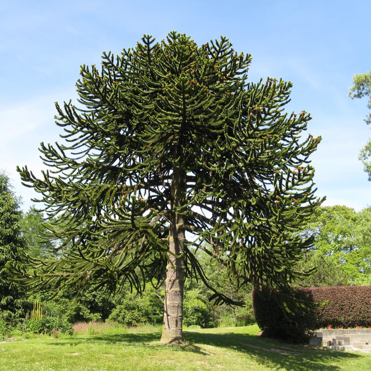 The Monkey Puzzle Tree An Unusual and Endangered Plant   Owlcation