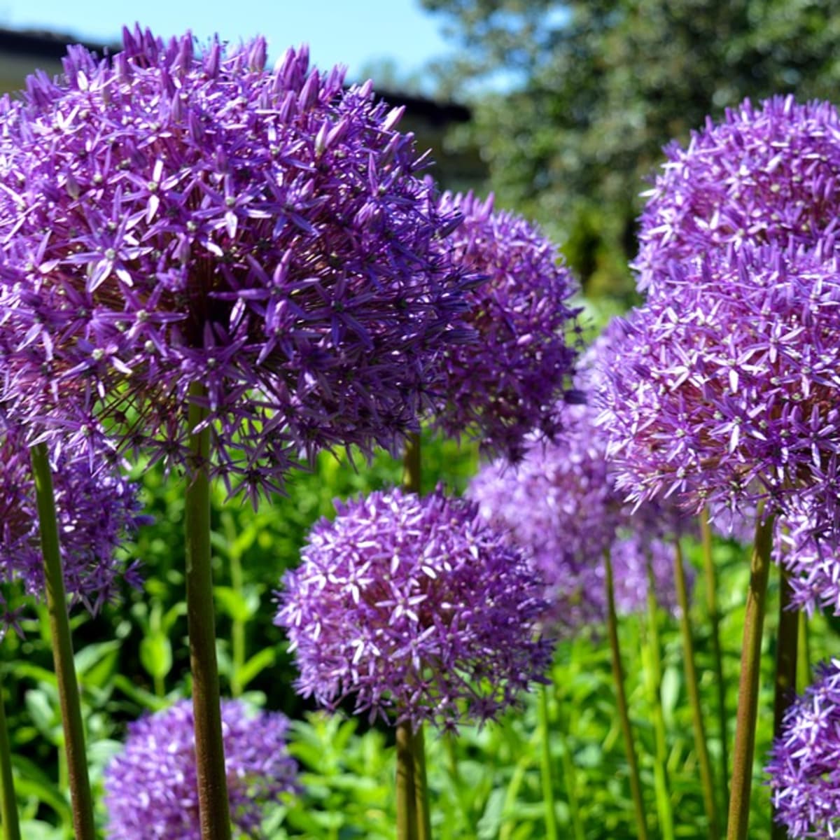 to Grow Alliums (Ornamental Onions), a Cottage Favorite -