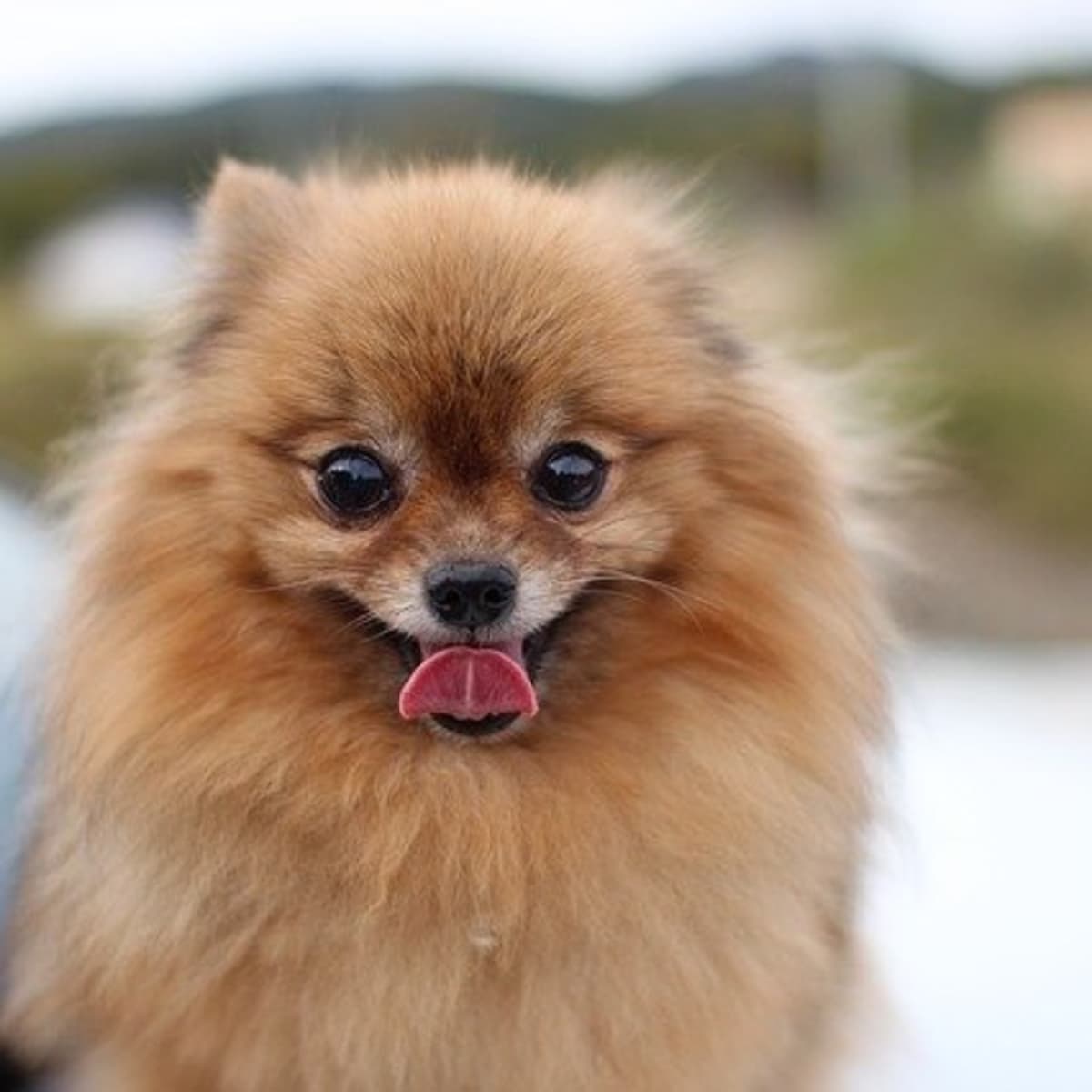 12 Pros and Cons of Owning a Pomeranian - PetHelpful