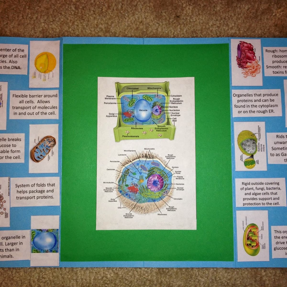  Cell Project Ideas For High School 3D Cell Model Project 6 Steps 