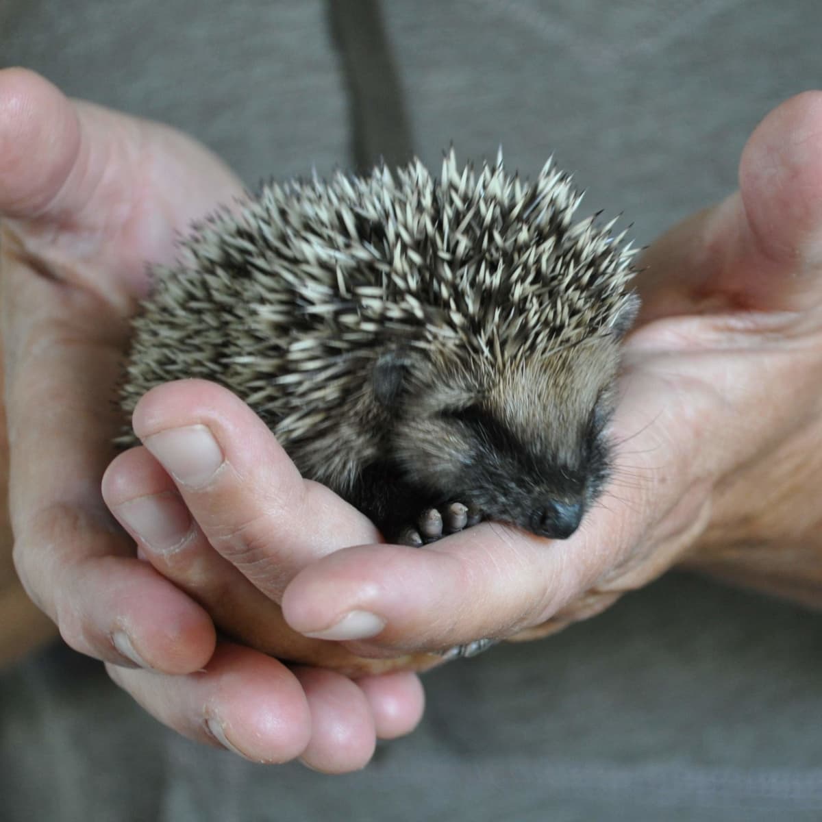 Hedgehog as pets