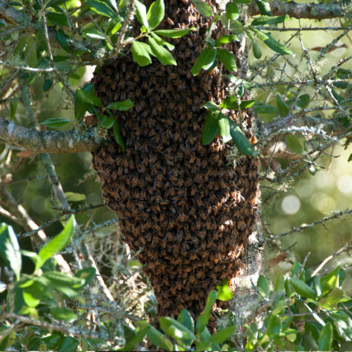 bee hive in tree drawing