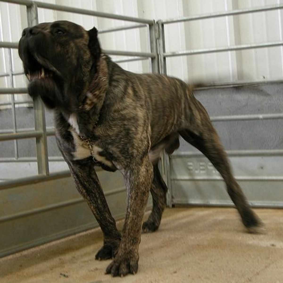 aggressive dog board and train