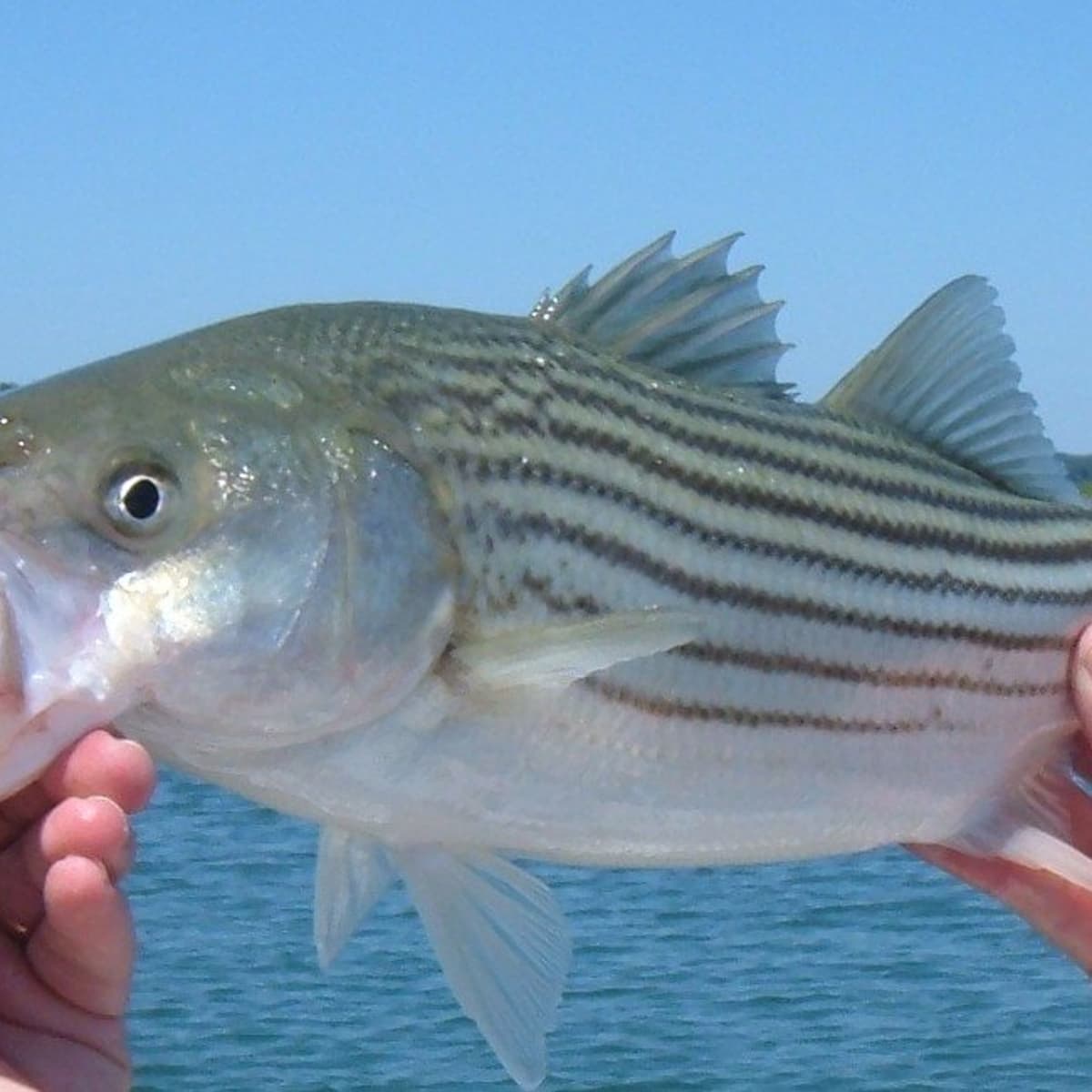 Catching Striped Bass With Sandworms - SkyAboveUs
