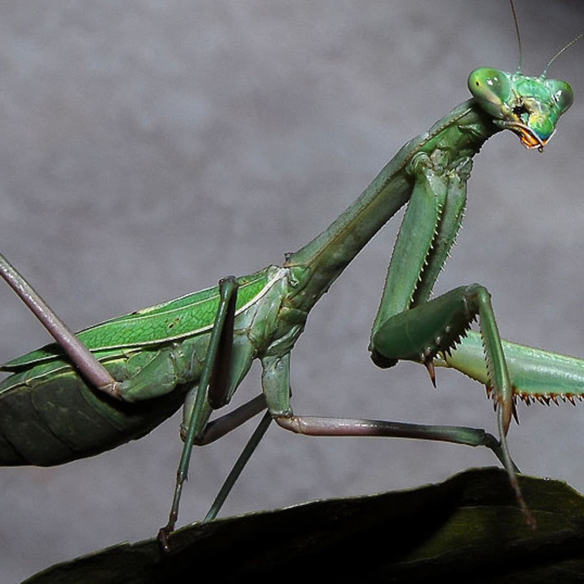 WHAT DO YOU DO WHEN A GIANT PRAYING MANTIS ALIGHTS NEAR YOUR WRITING DESK |  The Black Narcissus