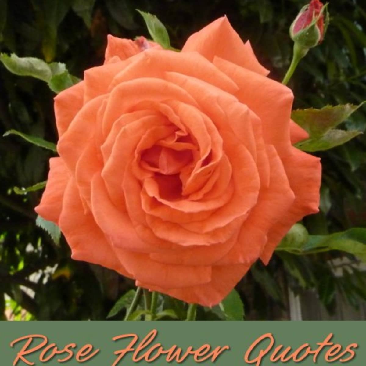 Beautiful Quotes About The Rose Flower Holidappy