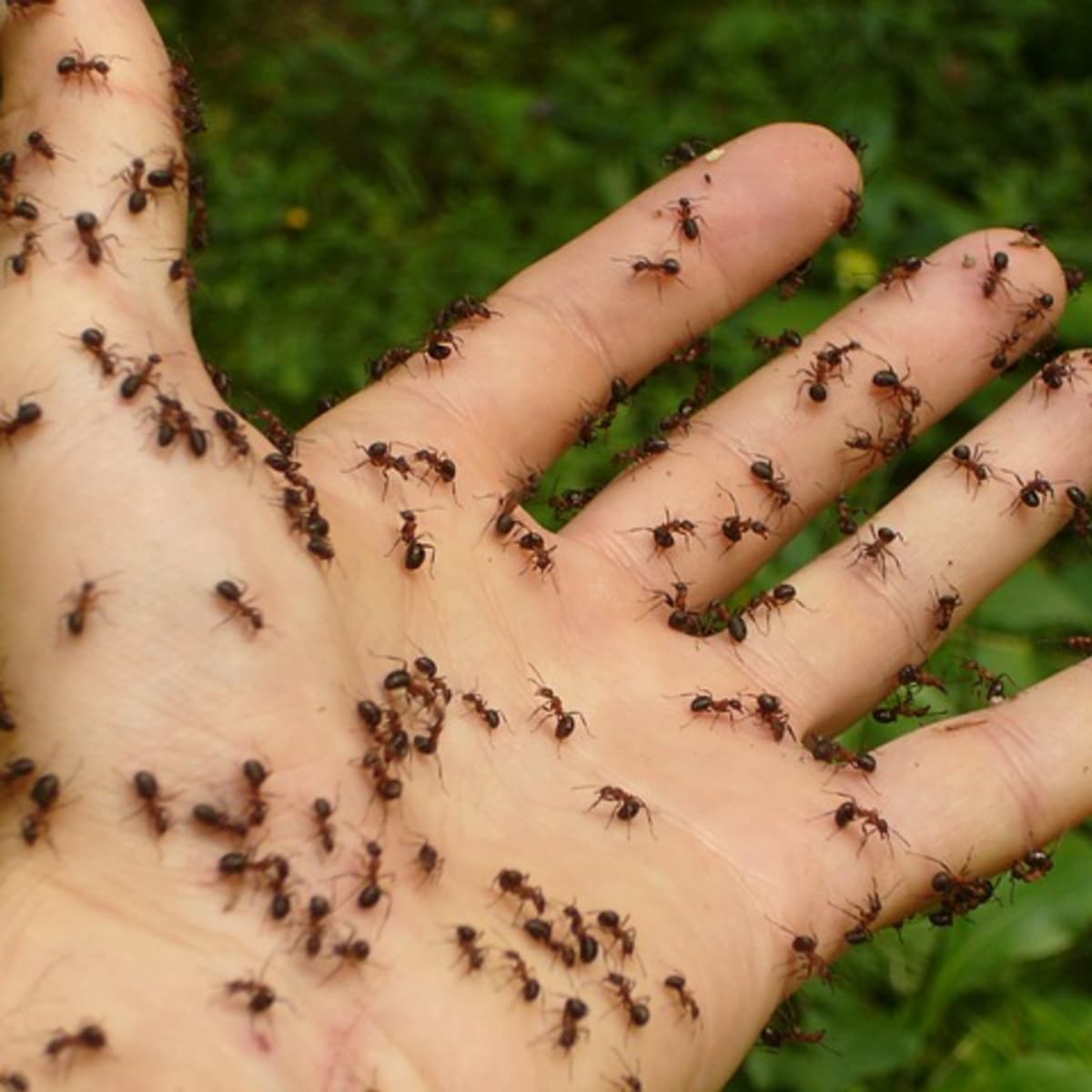 كيفية التخلص من النمل على النباتات الداخلية