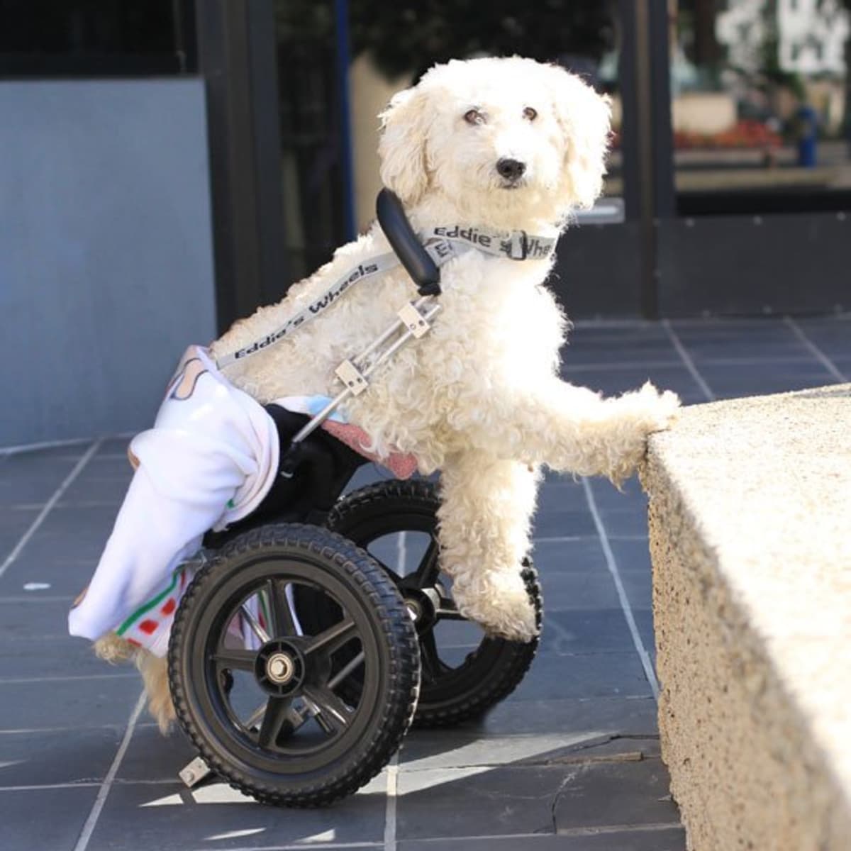 how can you tell if your dog is paralyzed