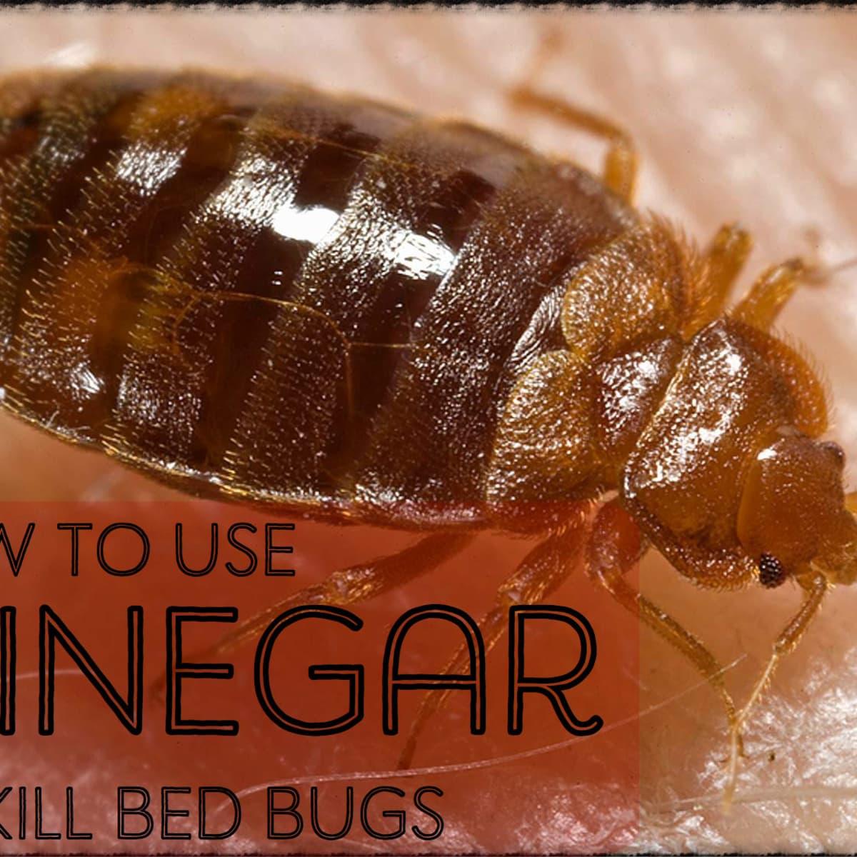 Bed Bug Spray With Vinegar, How Much Does It Cost For Pest Control Bed Bugs