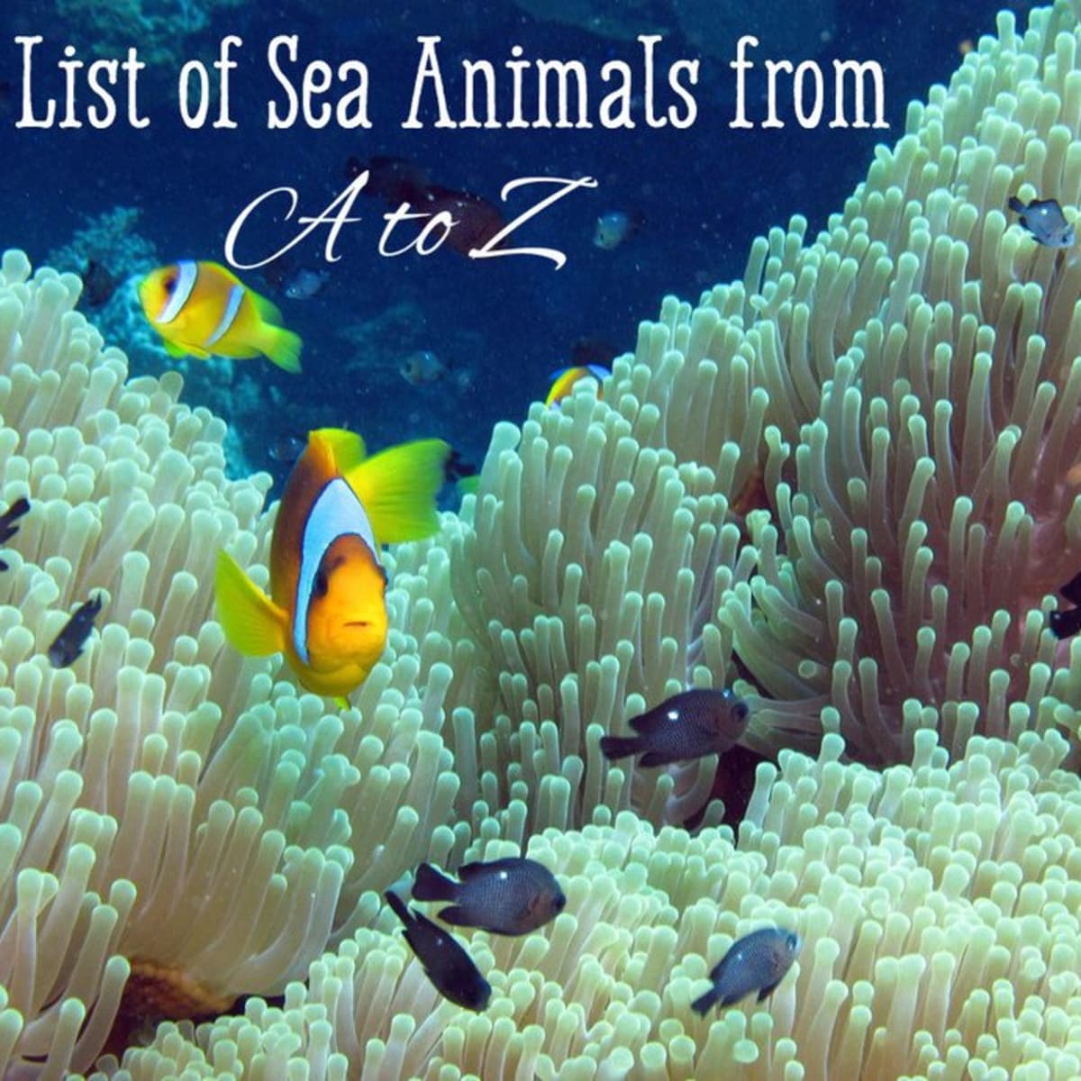 List of Sea Animals A Z   Owlcation