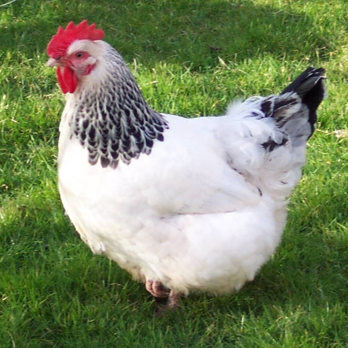 The Best 10 Dual-Purpose Chicken Breeds for Eggs and Meat - PetHelpful