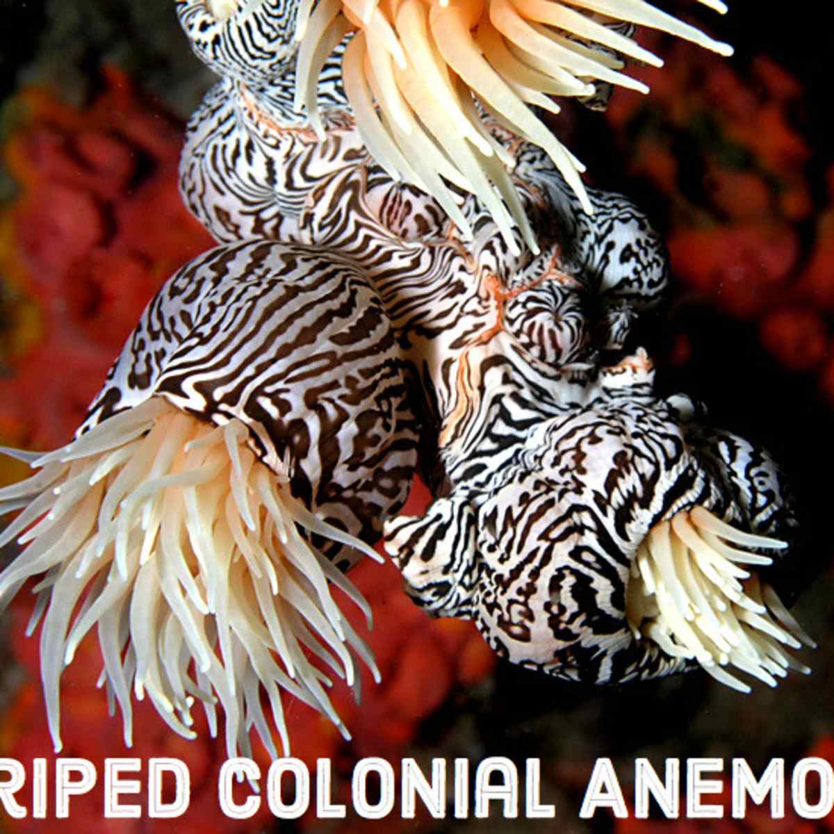 List Of Ocean Animals A Through Z Owlcation