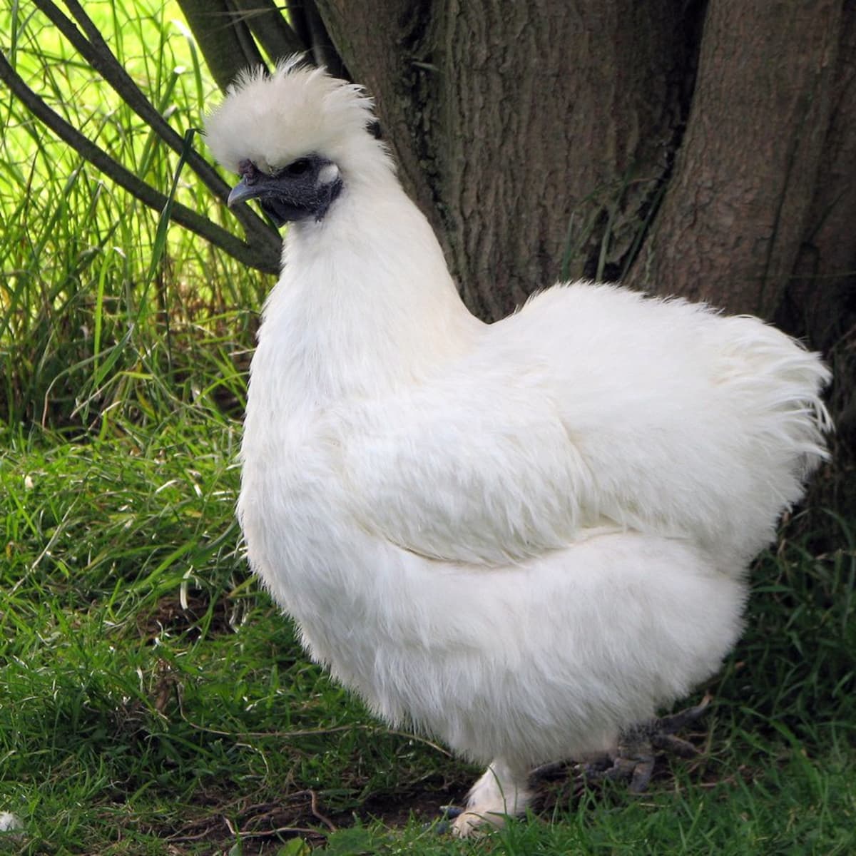 Silkie: A Comprehensive Guide to the Furry Chicken - PetHelpful
