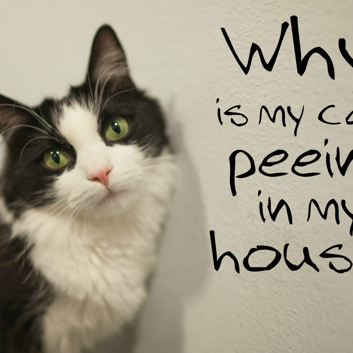 Cat peeing outside on carpet