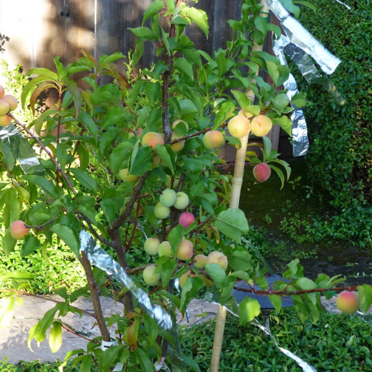 in 1 apple tree