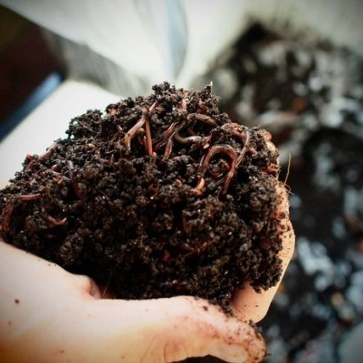 How to Make a Worm Pile for Organic Compost - Dengarden
