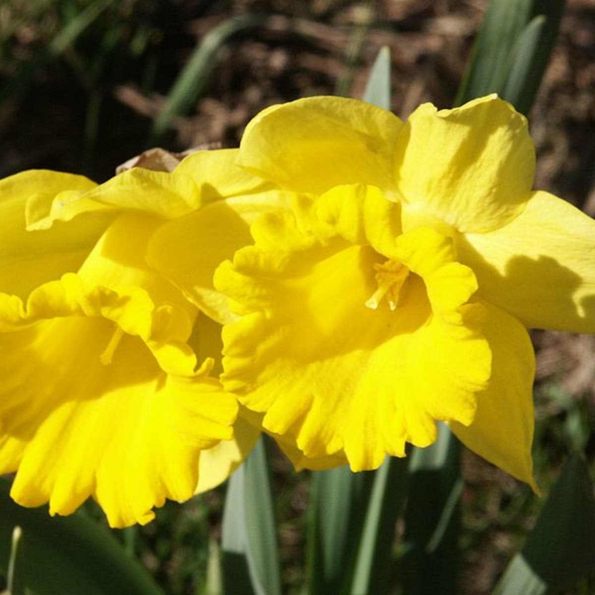 yellow narcissus flower
