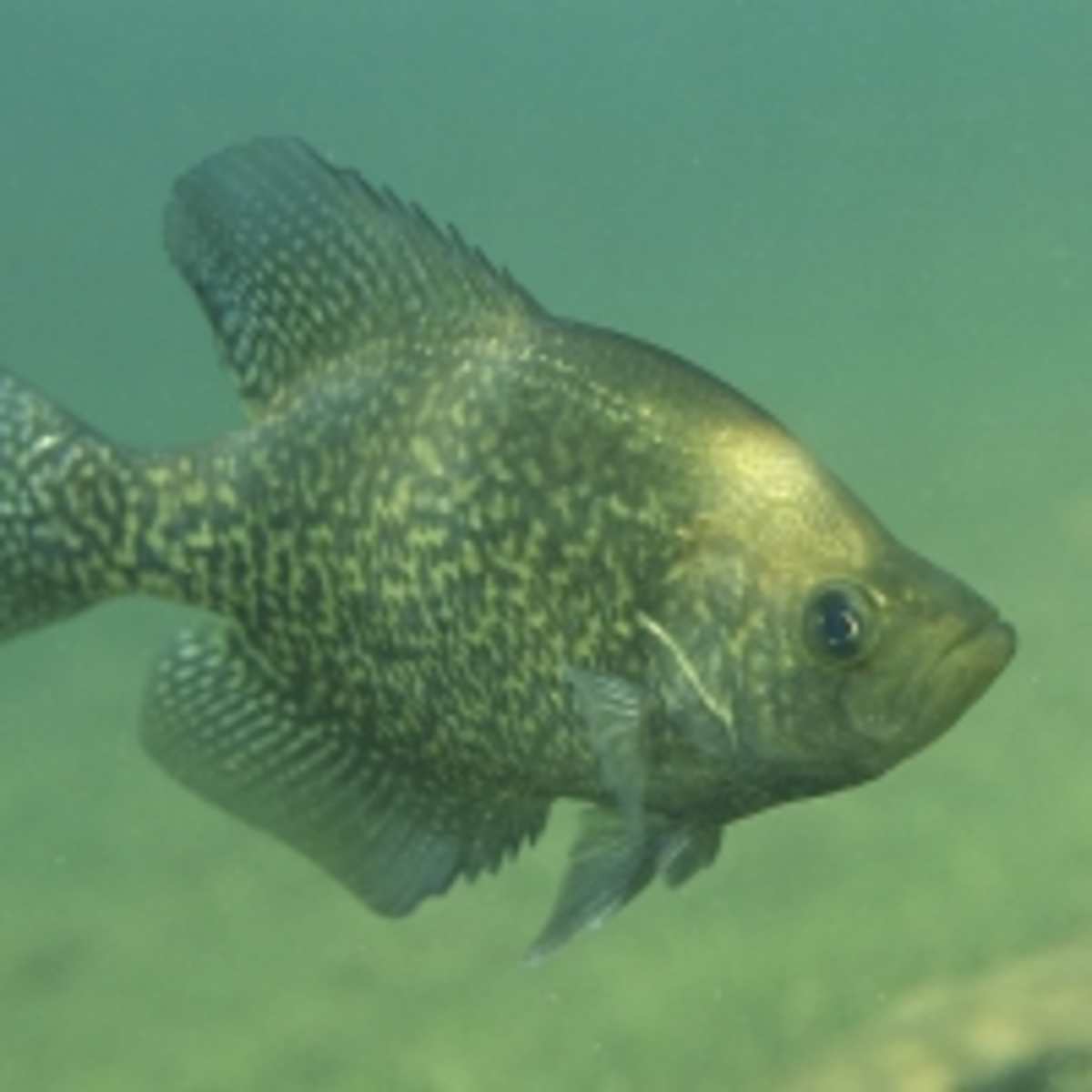 Seven Best Lakes in Texas for Crappie Fishing and a Few Tips - SkyAboveUs