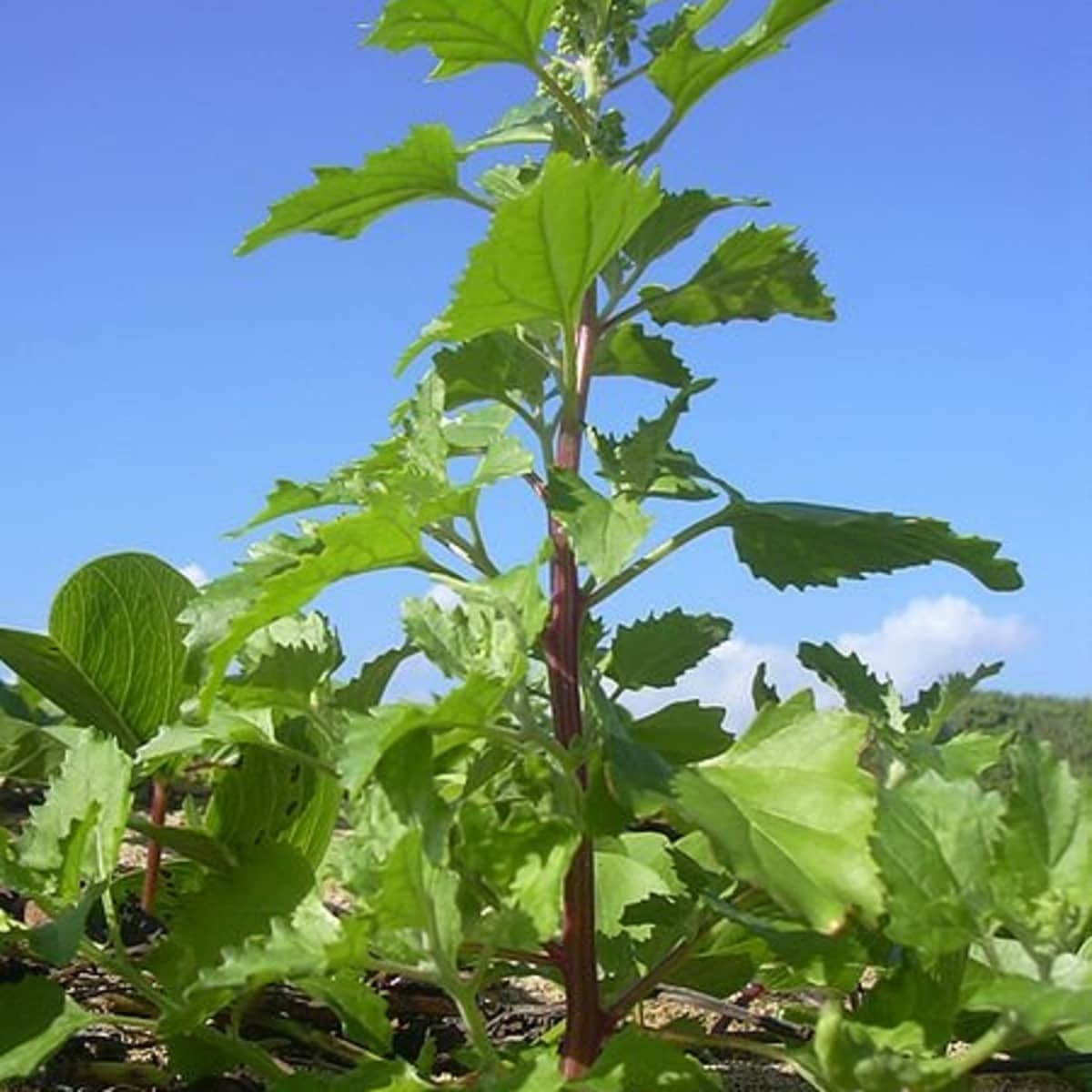 Nettle Leaf Goosefoot A Nutritious Edible Weed Dengarden