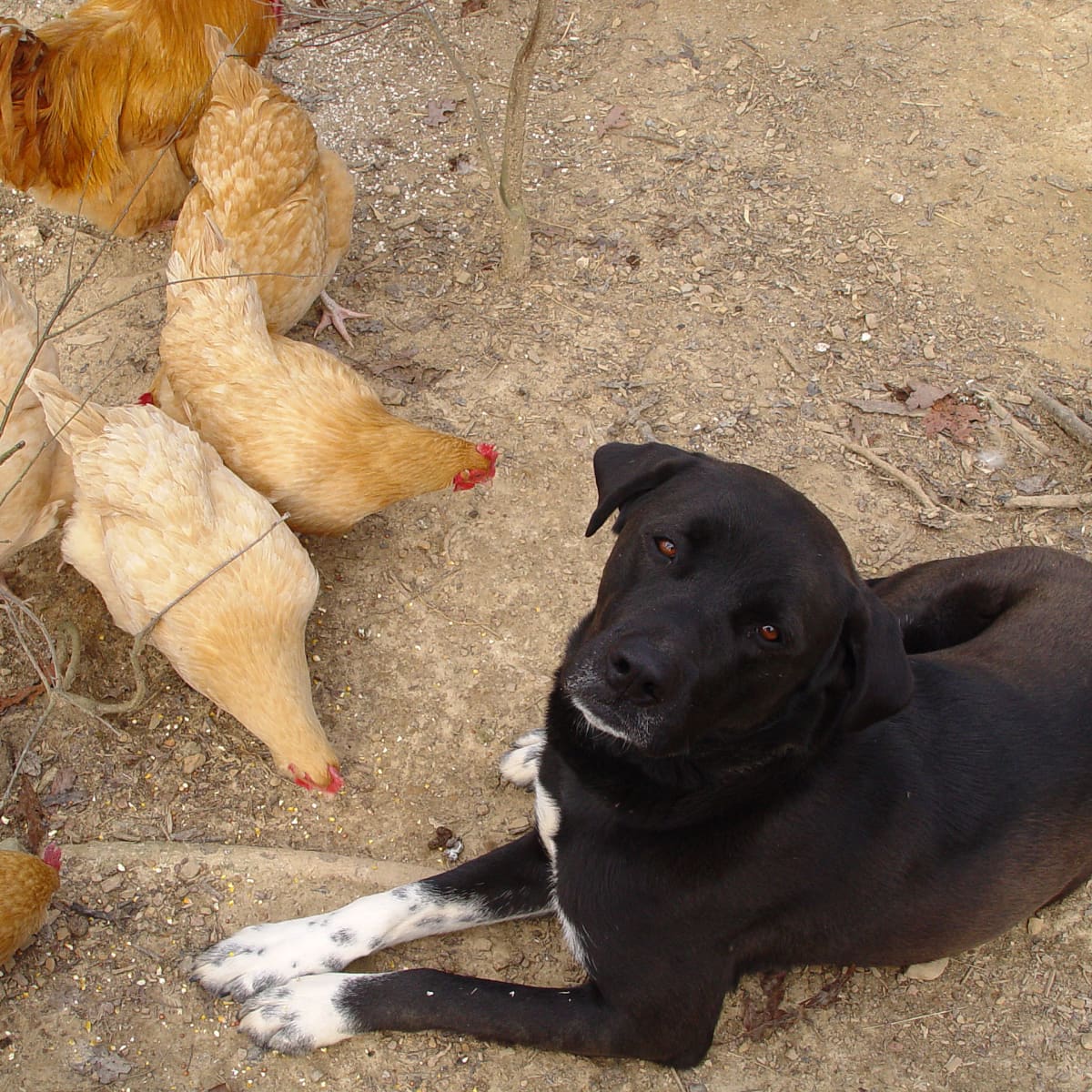 How To Train A Dog To Protect Backyard Chickens Pethelpful