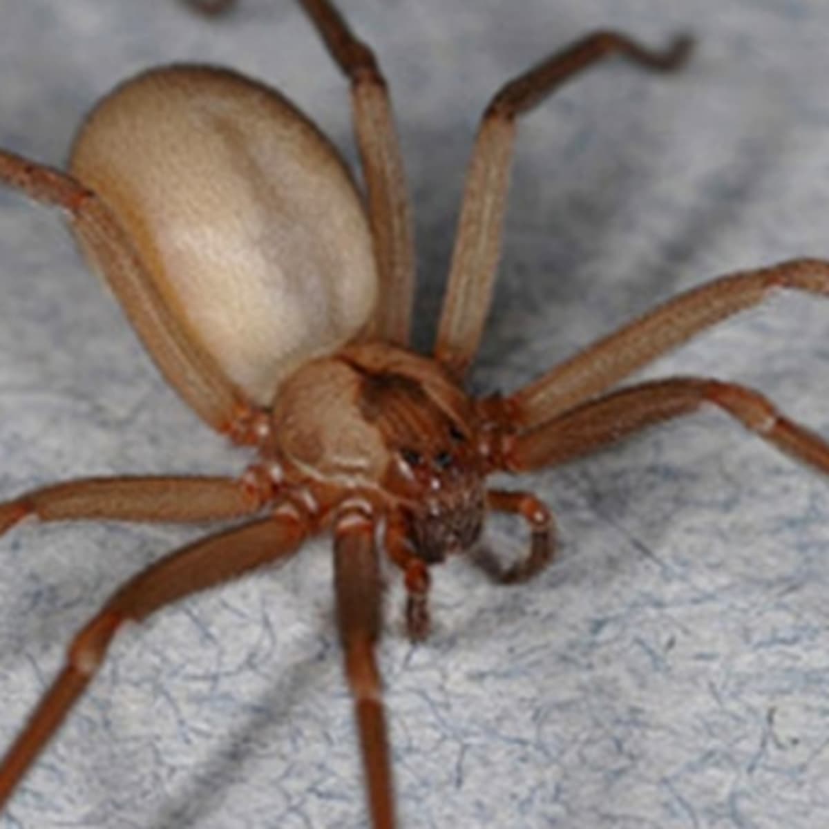 10 Types of House Spiders