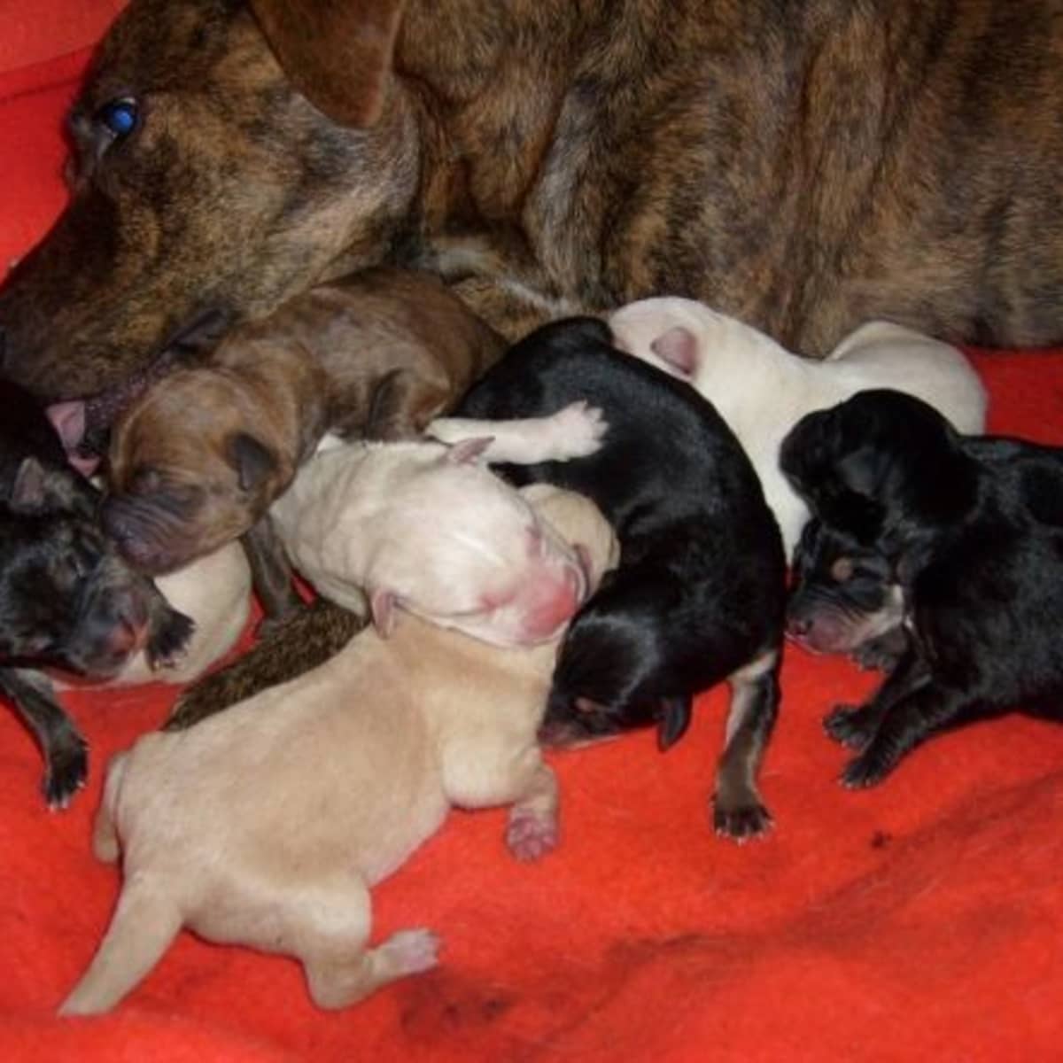 how old can a pitbull be to have puppies?