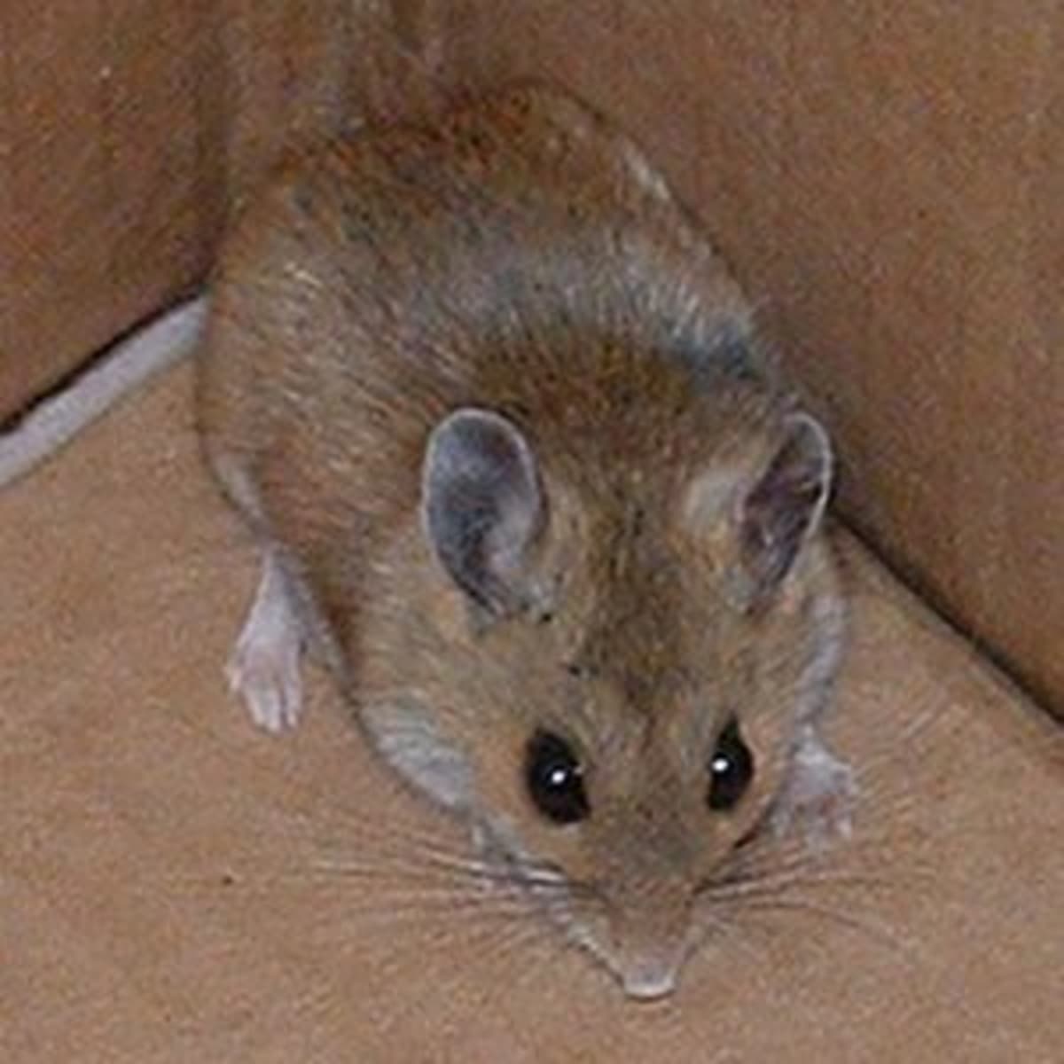 The Best Ways To Catch A Mouse Dengarden