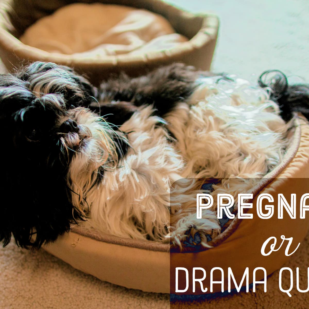 Signs Your Dog Is Pregnant Pethelpful
