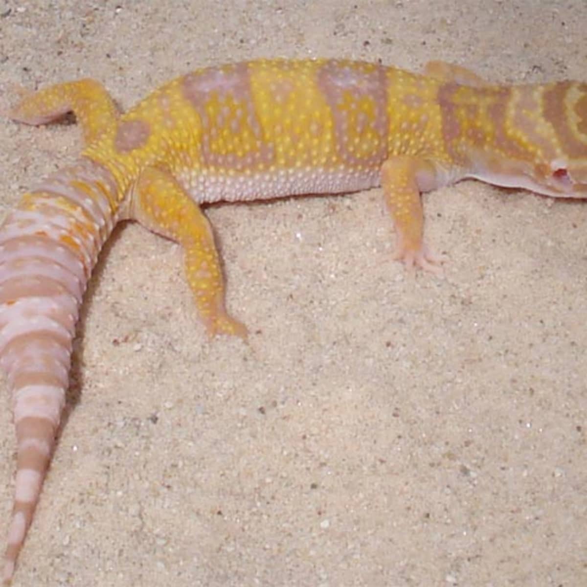 Хвостатые рептилии. Леопардовый геккон. Хвост рептилии. Гекконы с фиолетовым хвостом. Леопардовый геккон фото.