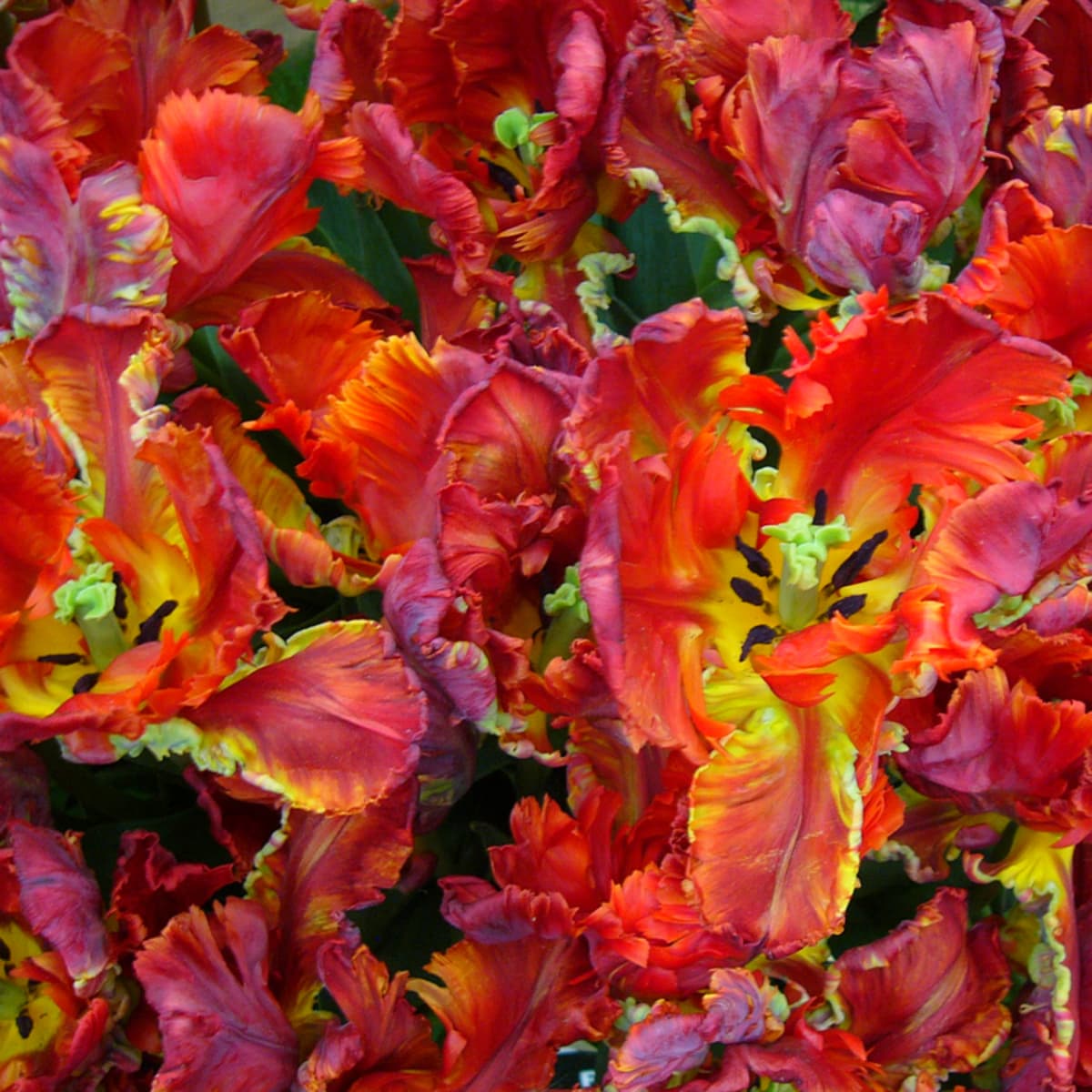 Parrot And Ruffled Tulips - Dengarden