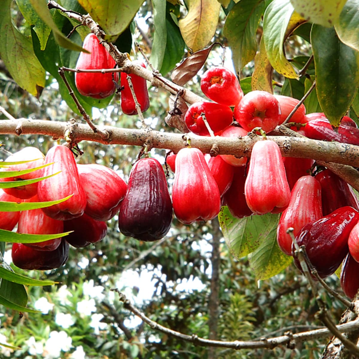 fruit trees in the tropical rainforest