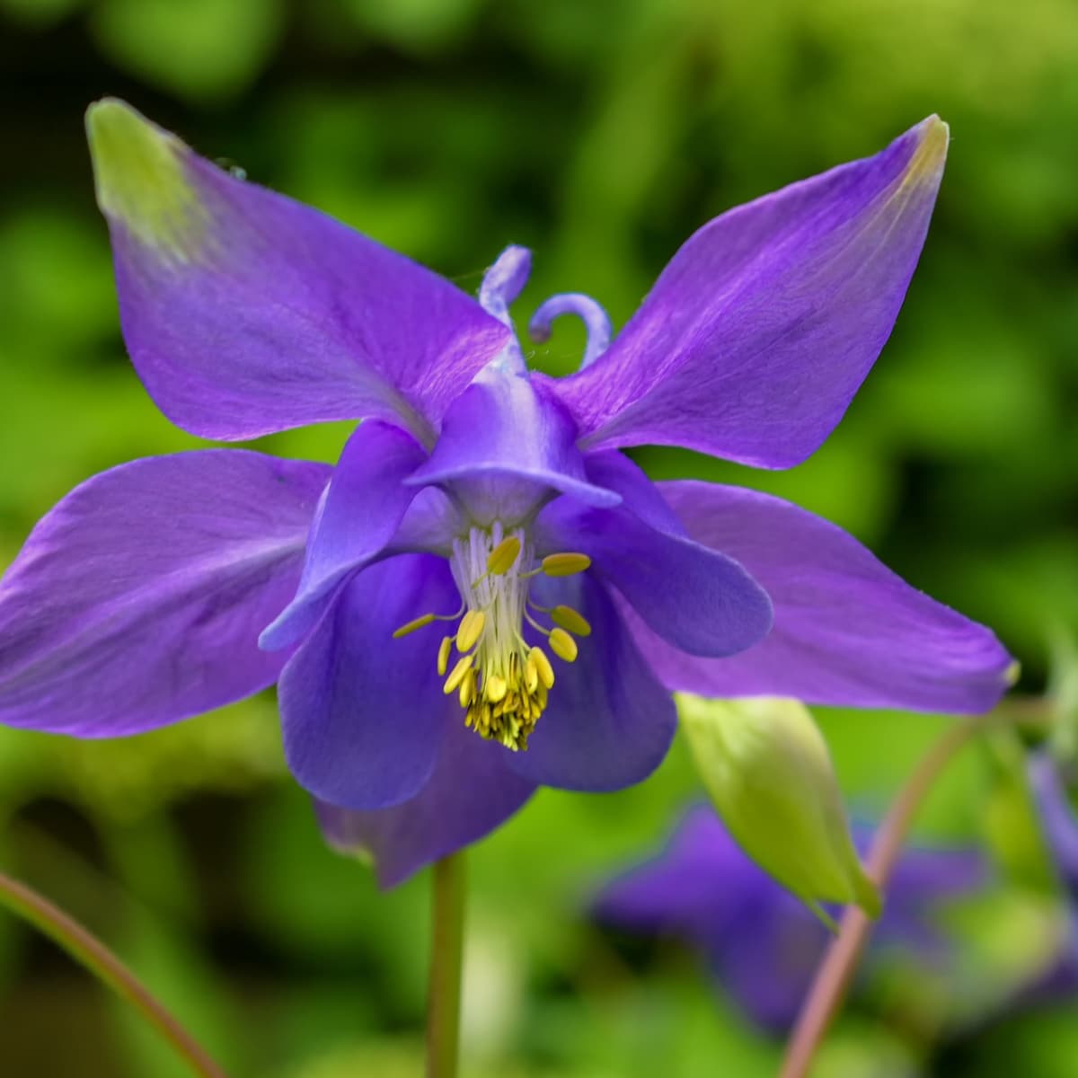 Perennial Flower Plants