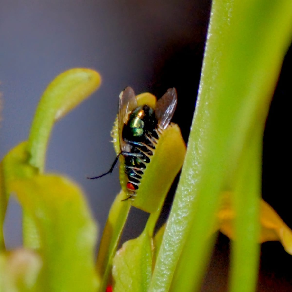 Venus Flytrap Care Tips and Resources - TulsaKids Magazine