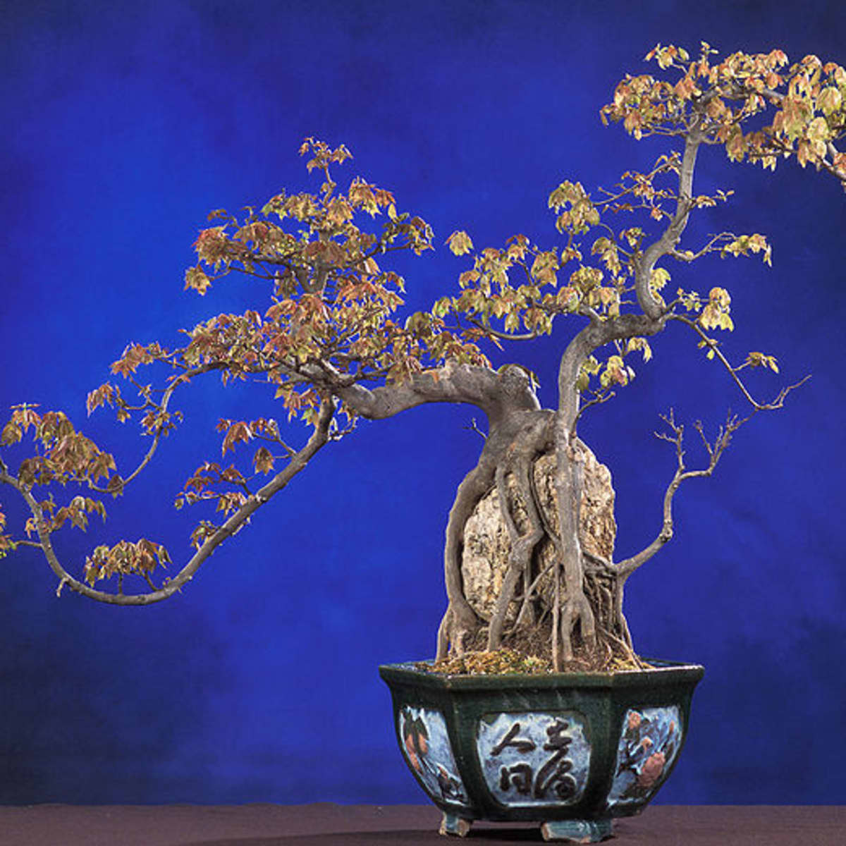 Stay Calm, Cool and Collected with Your Bonsai Tree - Thunderstruck Bonsai