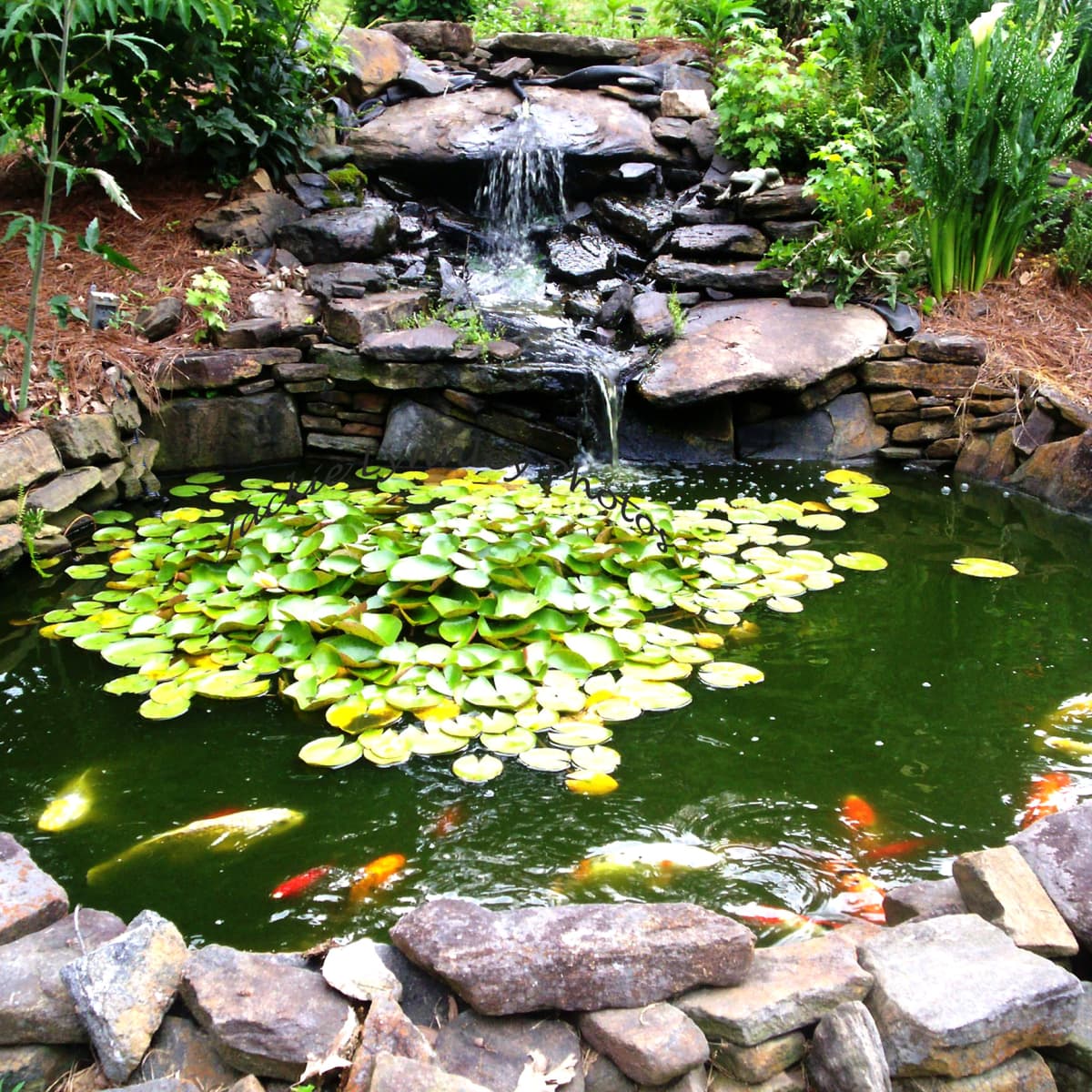 How To Make A Beautiful Goldfish Pond - Dengarden