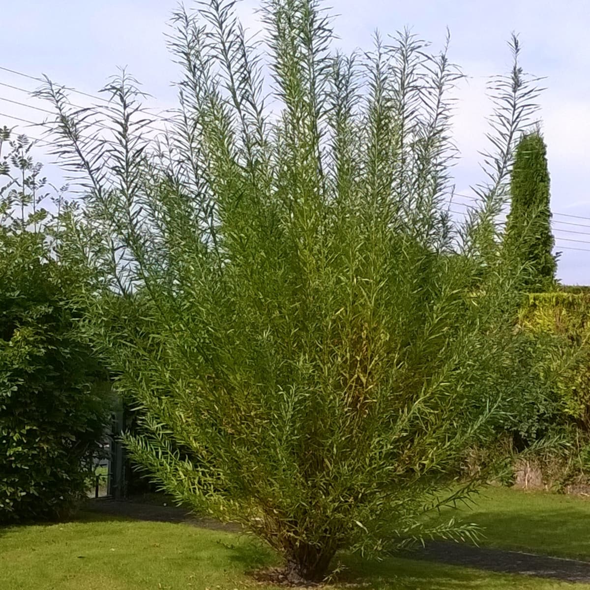 Willow 50 Super fast growing Willow Cuttings grow up to 3-4 meter a year easy to plant 