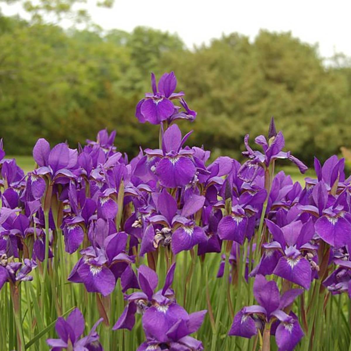 Growing Siberian Iris