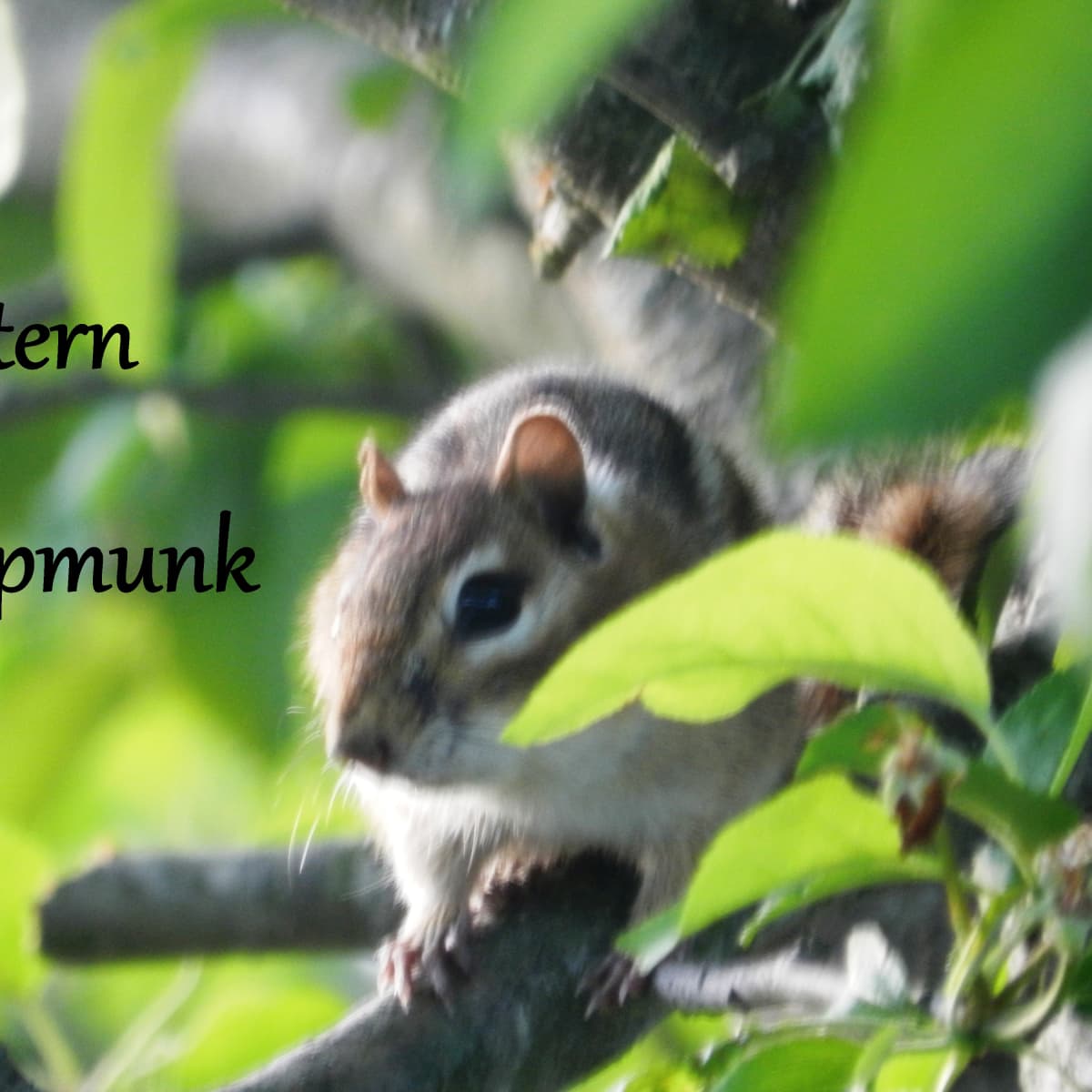 Chipmunk Control  UGA Cooperative Extension