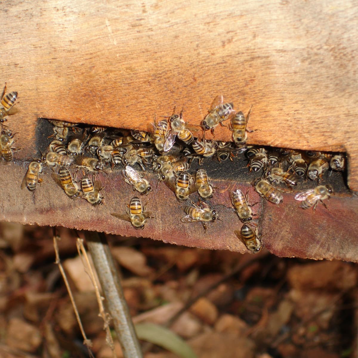 Practical Beehive Door Equipment Beekeeping Tools Bee Nest Supplies Q 