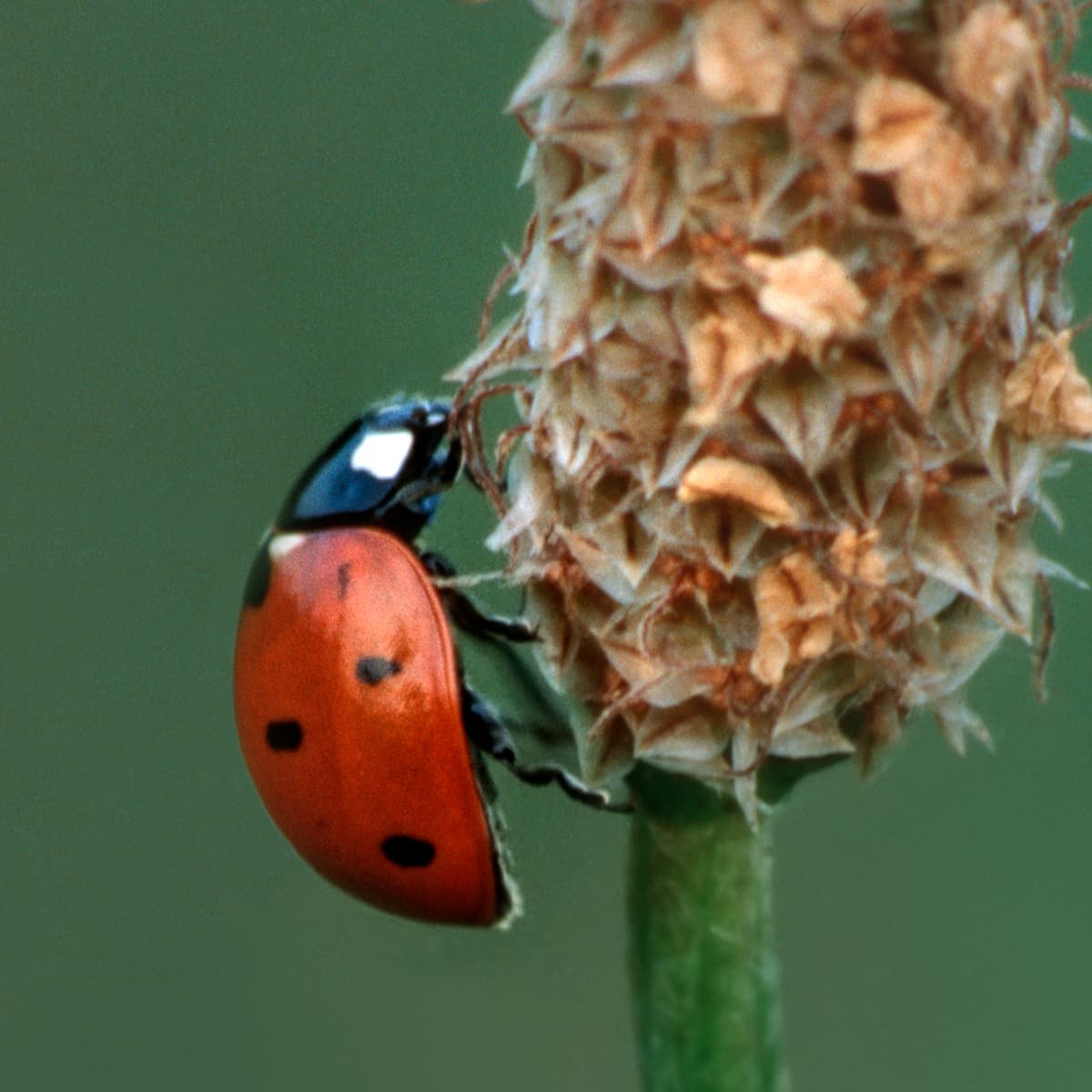 real ladybugs colors