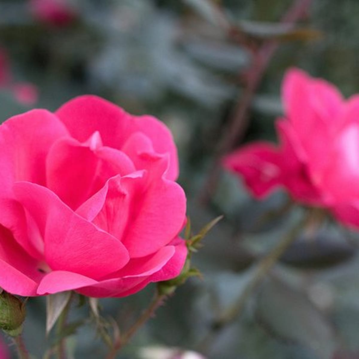 Growing And Caring For Knock Out Roses Dengarden
