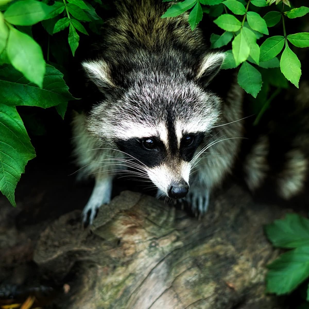 How To Keep Raccoons Out Of Your Garden Dengarden