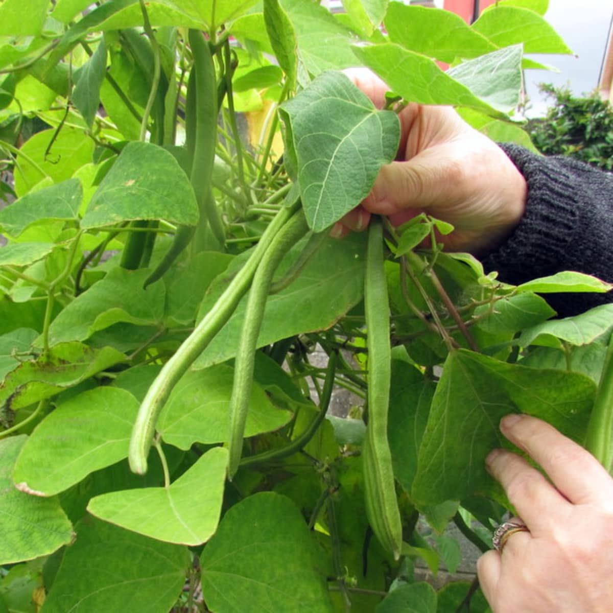how to sow, plant and grow runner beans from seeds in the garden