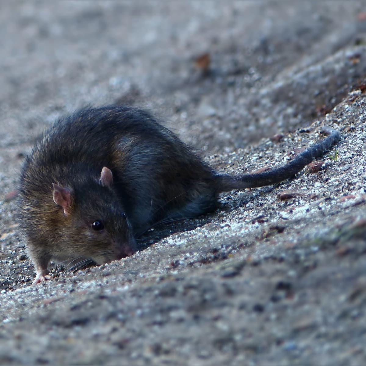 how to get rid of rats without poison a humane no kill approach to rat control