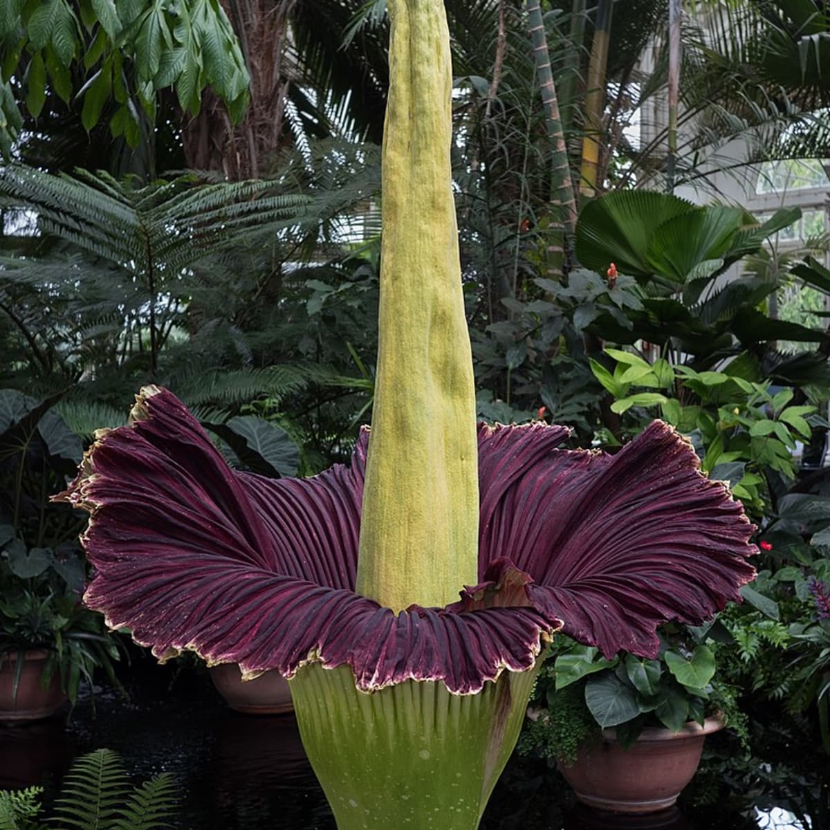 How To Grow A Corpse Flower Dengarden