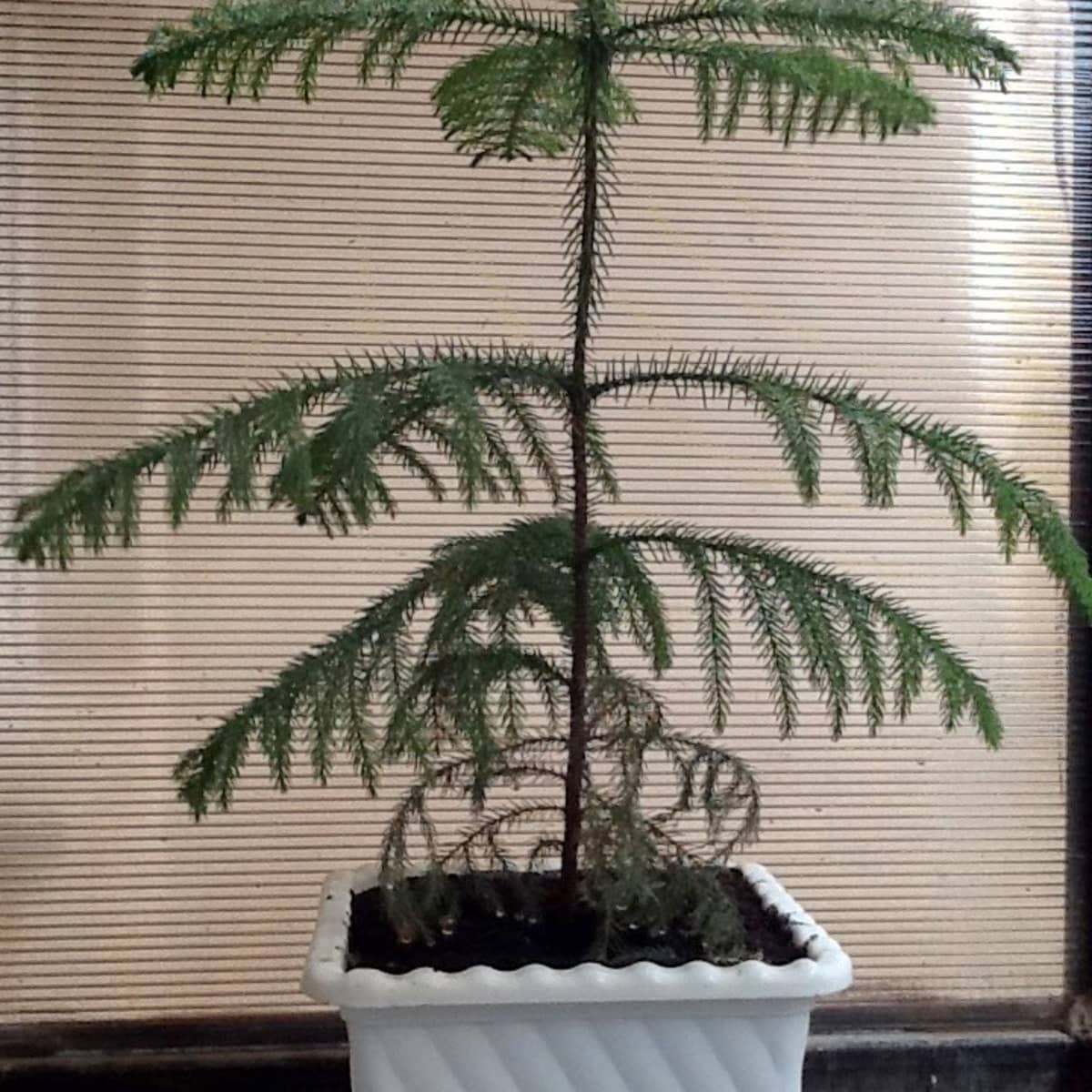 how to grow a norfolk island pine as a houseplant - dengarden