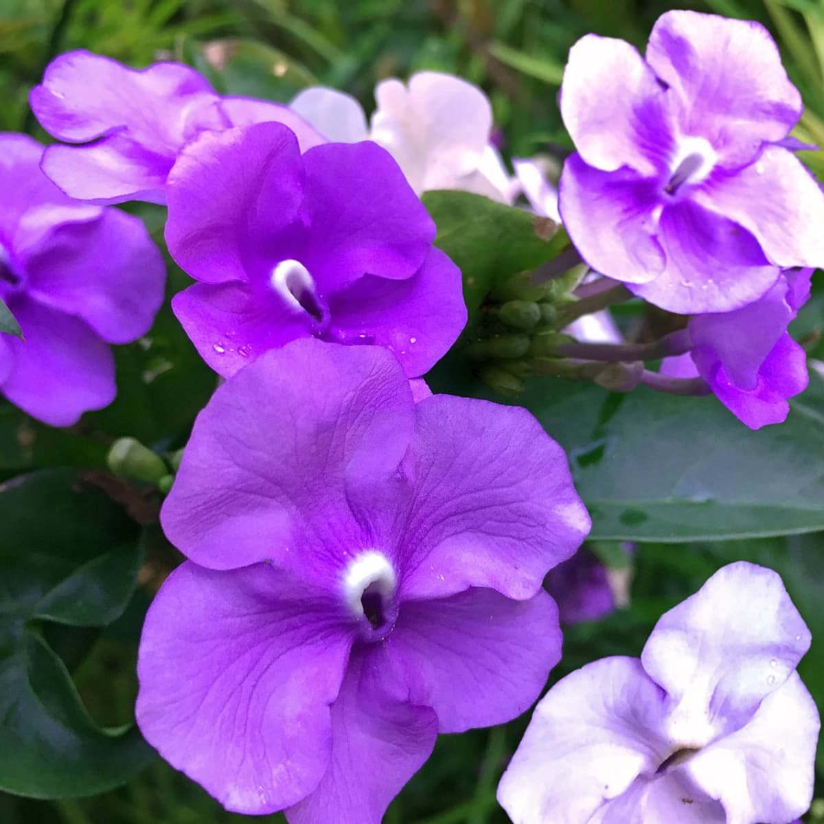 Planting a Garden With All White Tropical Flowers (See Photos