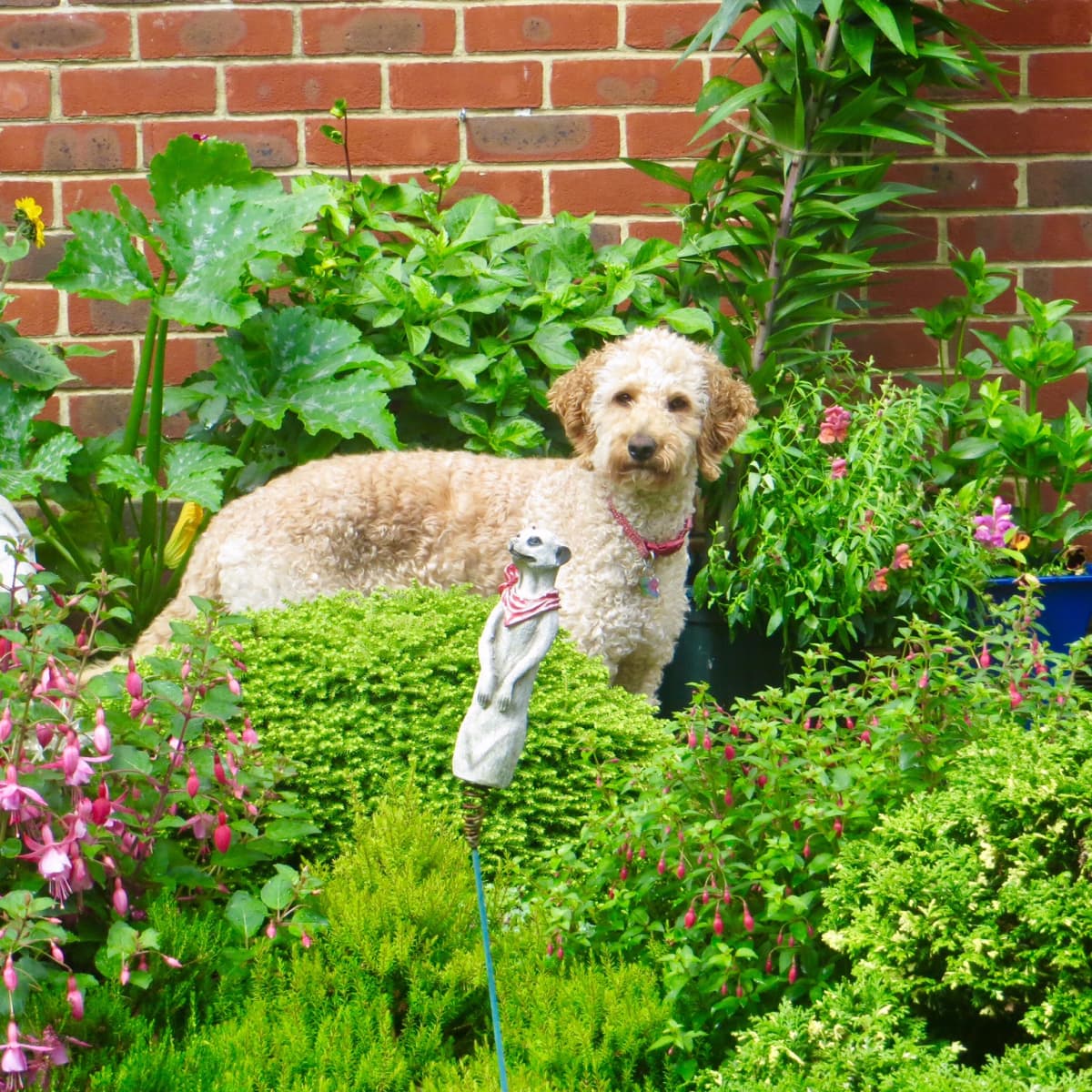 Top 20 Sturdy Garden Plants for Dog Owners   Dengarden